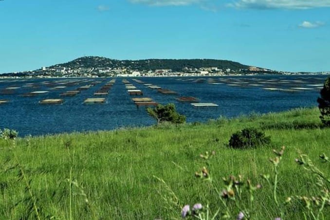 L'Étang de Thau et la Culture des Huîtres 1 62210244 897849993884591 8632883397376606208 n